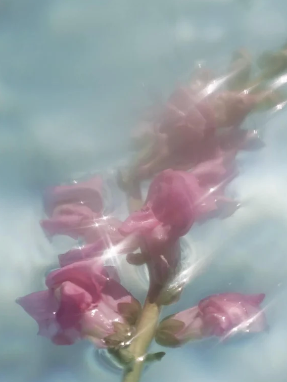 Rosé Essence Toner 200 ml