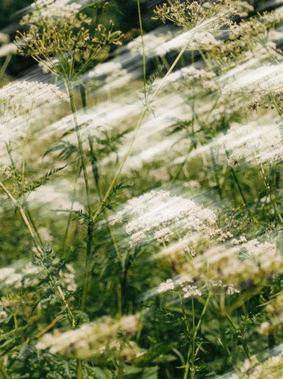 Light Moisturiser 50 ml