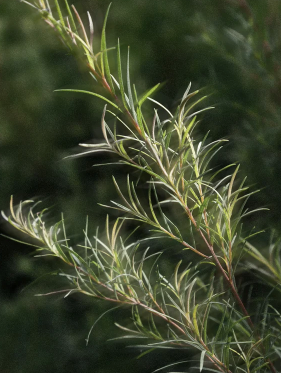 Acne Spot Care 15 ml