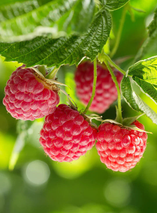ANNELE Raspberry Jelly Kaulakoru Silver