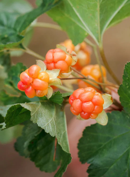 ANNELE ANNELE Cloudberry Cute Kaulakoru Gold