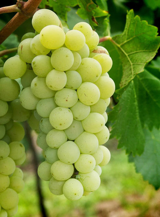 ANNELE Grape Jelly Korvakorut Gold